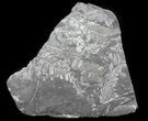 Wide Fossil Seed Fern Plate - Pennsylvania #65946-2